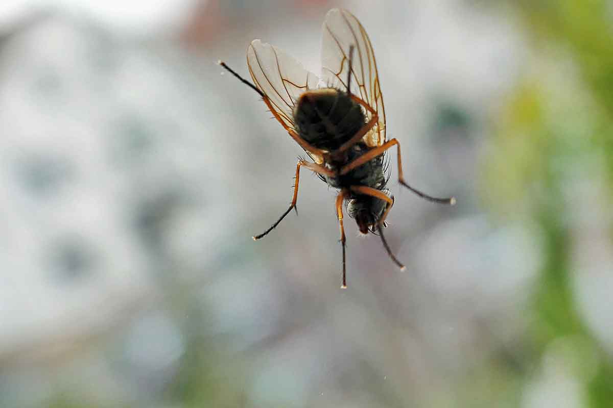 Insektenentferner Lackierung Autolackierung